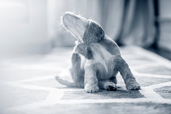 En hund som sitter på et teppe.