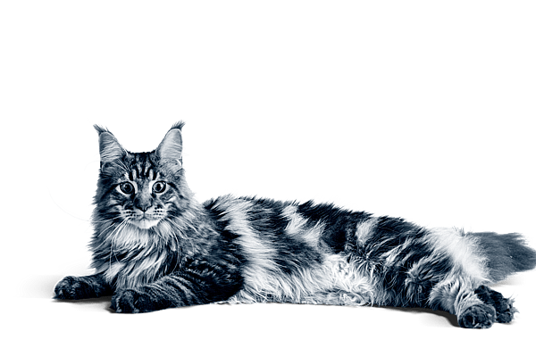 En katt som ligger på svart bakgrunn.