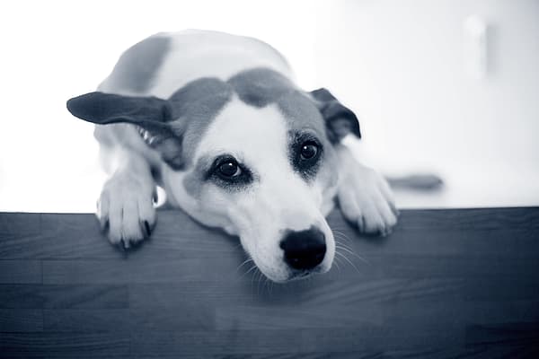 En hund med hodet på en treflate.