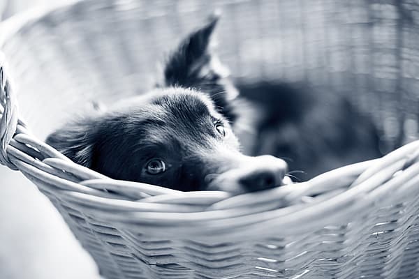 En hund i en kurv.
