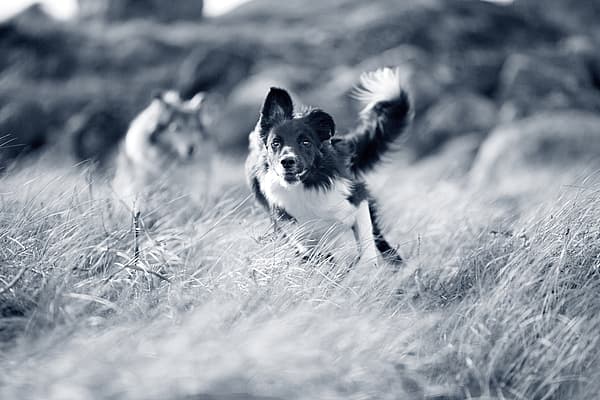 Et svart-hvitt-bilde av to hunder som løper gjennom høyt gress.