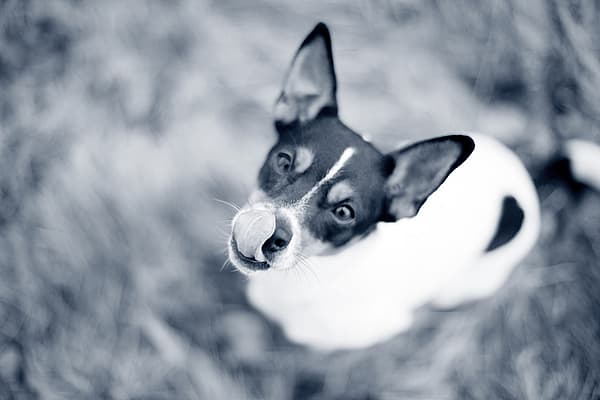 En hund med tungen ut.