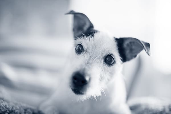 Et nærbilde av en hund.