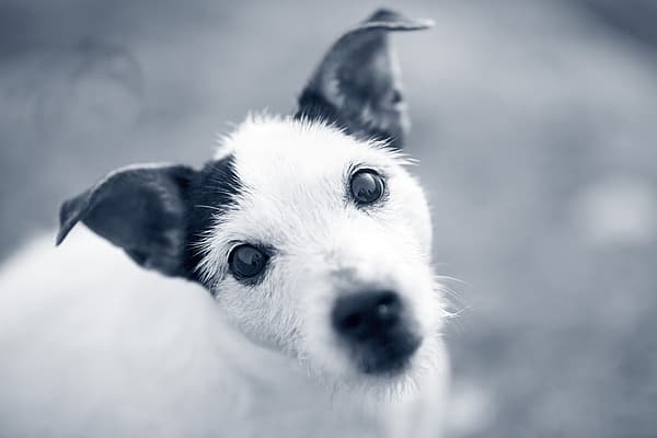 Et nærbilde av en hund.