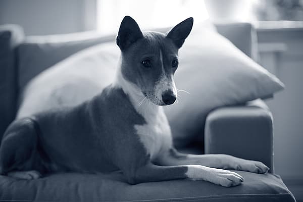 En hund som ligger på en sofa.