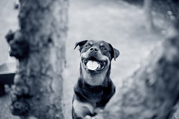 En hund med tungen ut.