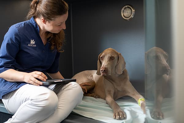 En person som sitter på en seng med en hund.