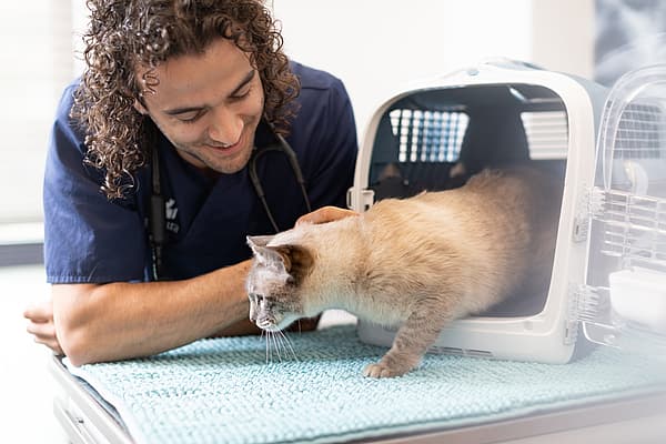 En person med et stetoskop som ser på en katt inne i et bur.