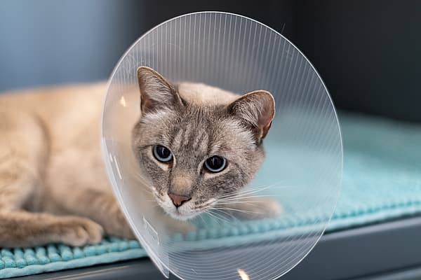 En katt med en kjegle rundt hodet.