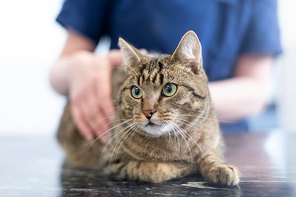 En katt som ligger på et bord.