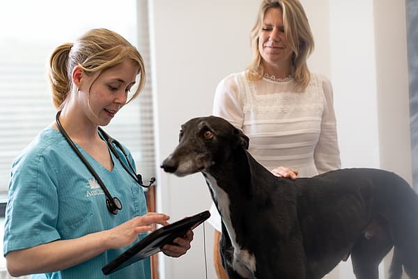 En person og en hund som ser på et nettbrett.