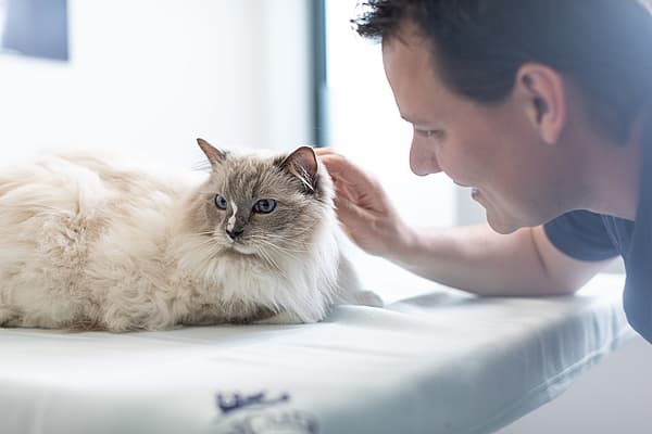 En person som klapper en katt.
