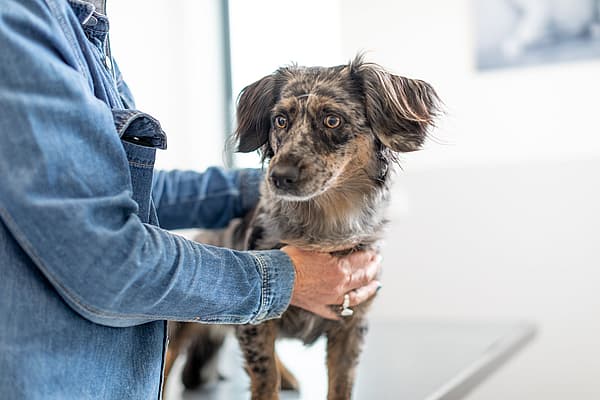 En person som holder en hund.