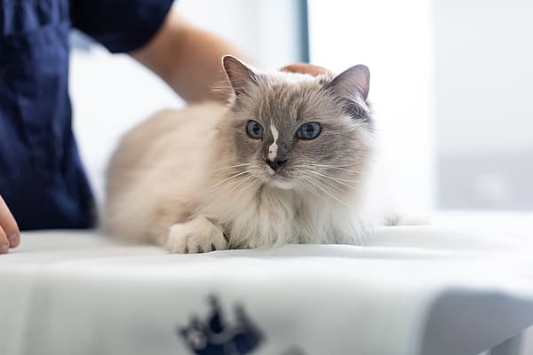 En katt som ligger på et bord.
