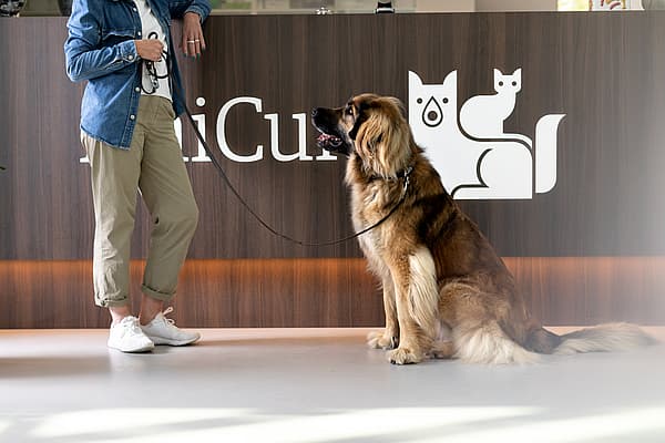 En hund som sitter i bånd ved siden av en person.