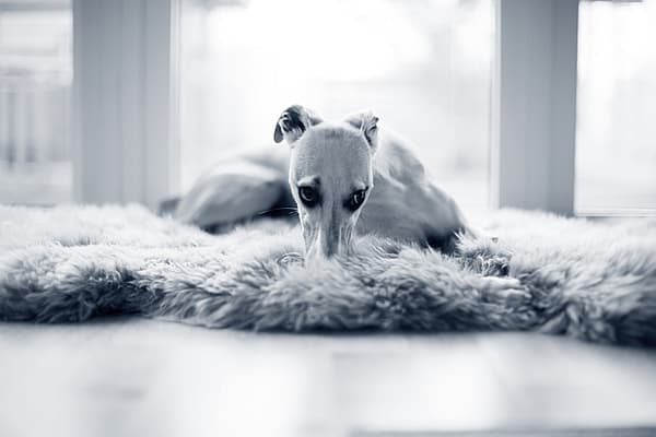 En hund som ligger på et pelsteppe.