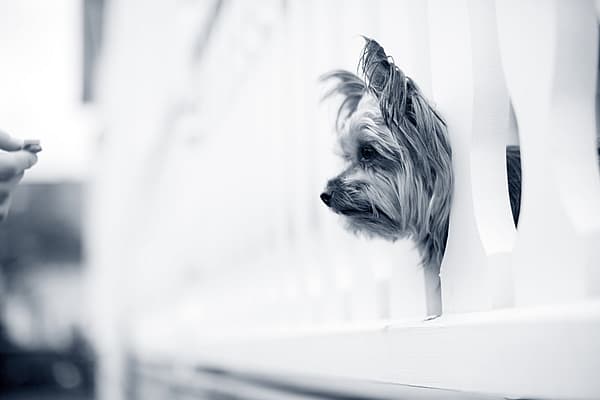 En hund som ser gjennom en vegg.