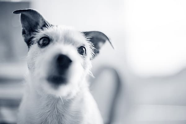 Et nærbilde av en hund.