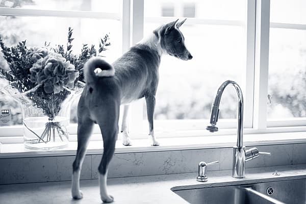 En hund som står i en vinduskarm.