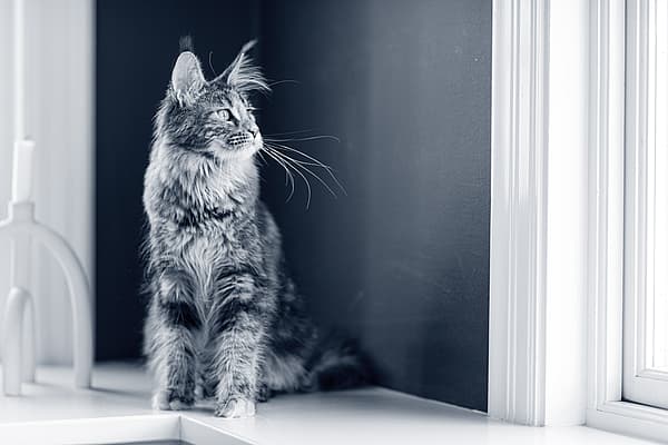 En katt som sitter på en avsats.