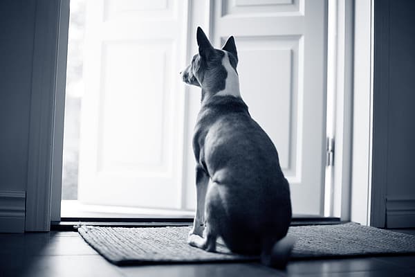 En hund som sitter på et teppe foran en dør.