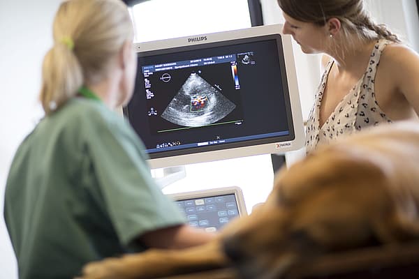 En person som ser på en hund på en dataskjerm.