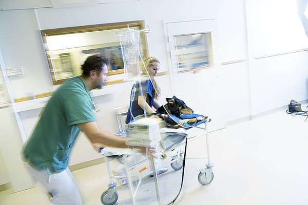 En person som skyver en hund på en sykehusseng.
