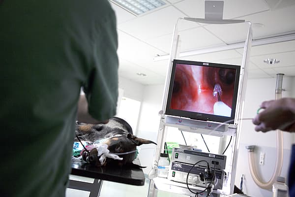 En hund på et bord i et rom med en skjerm.