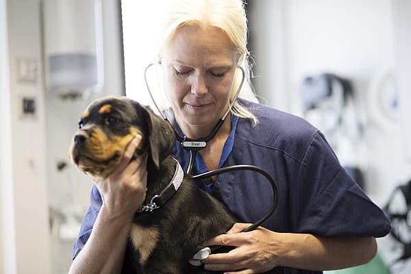 En person som har på seg et stetoskop som holder en hund.