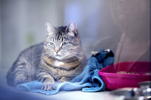 En katt som sitter på et blått håndkle.