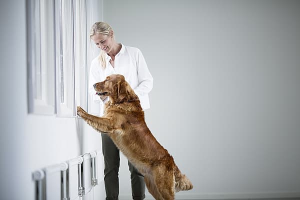 En person og hund som ser på et vindu.