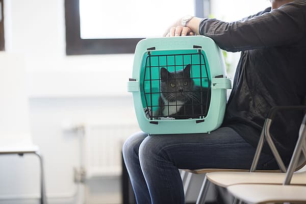 En katt i et bur.