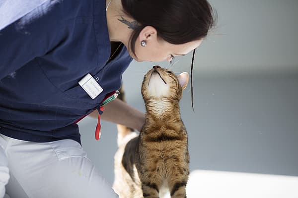 En person som klapper en katt.
