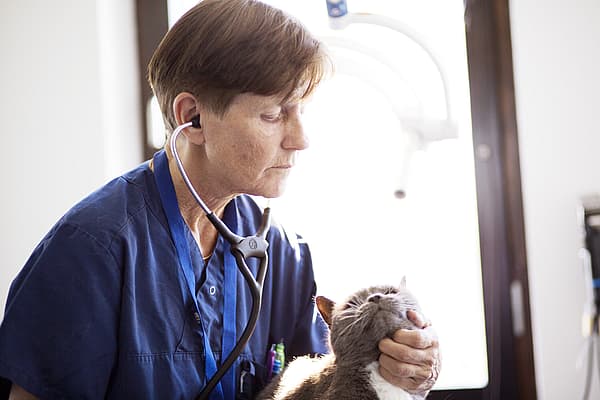 En person som har på seg et stetoskop som holder en katt.