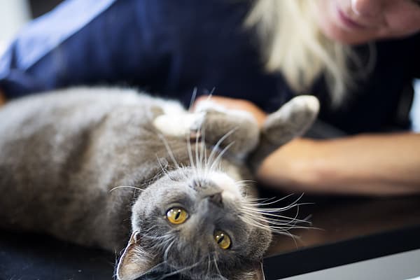 En katt som ligger på ryggen.
