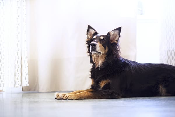 En hund som ligger på gulvet.