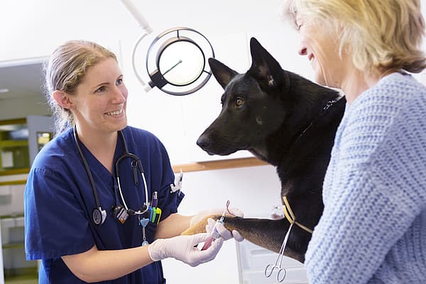 En person og en hund som får en injeksjon.