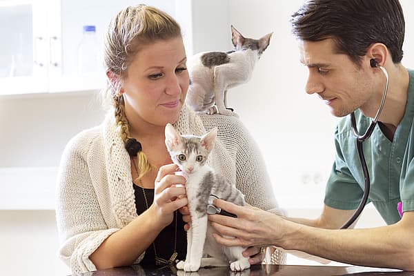 En person og en person som holder en kattunge.