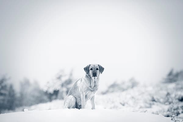 En hund som sitter i snøen.