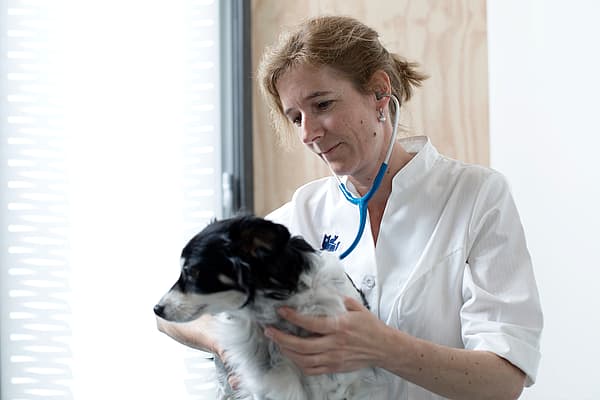 En person som har på seg et stetoskop som holder en hund.