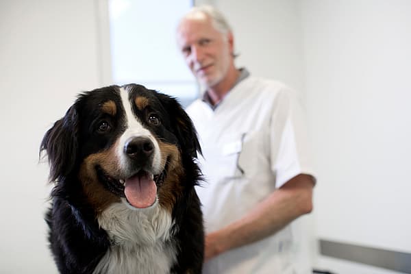En hund med tungen ut.