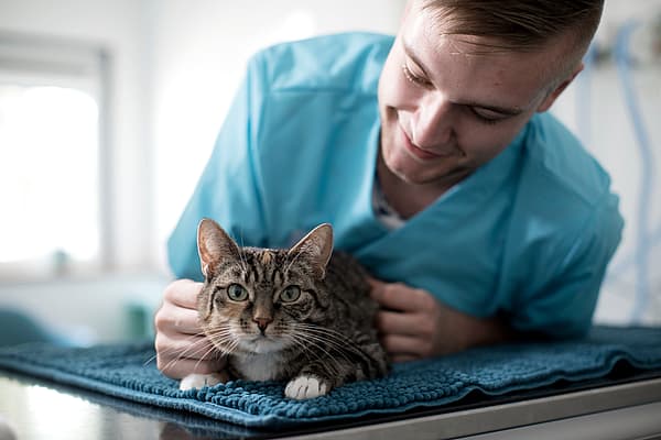 En person i en blå skjorte som klapper en katt.