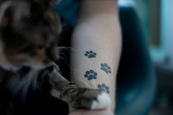 En katt med poteavtrykk på en persons arm.
