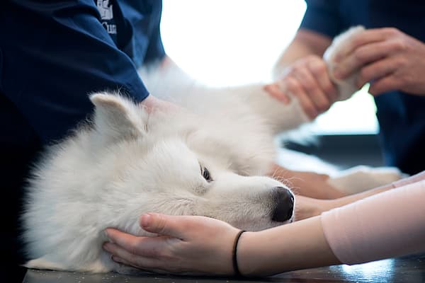 En person som holder en hund.