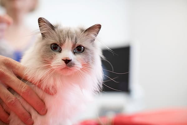 En person som holder en katt.