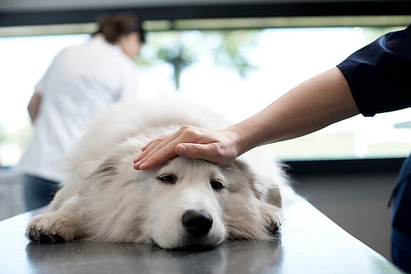 En hånd som berører hodet til en hund.