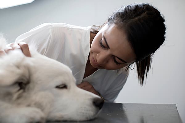 En person som klapper en hund.