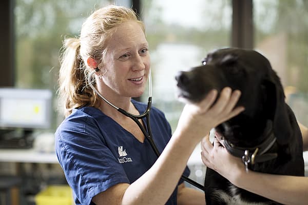 En person som har på seg et stetoskop som undersøker en hund.