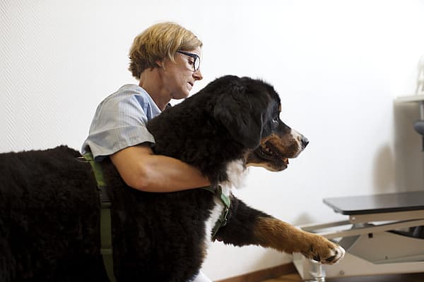 En person som holder en stor hund.