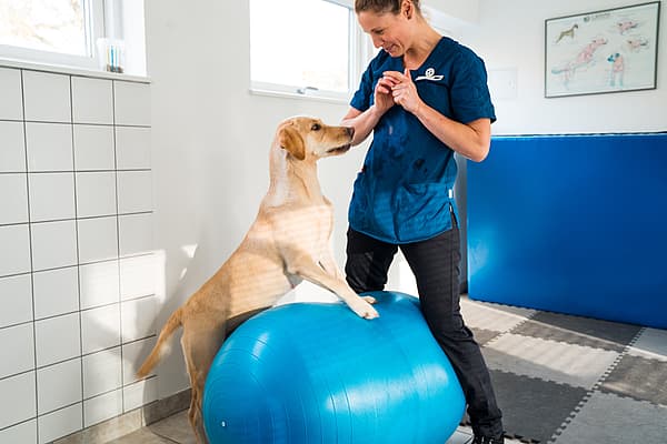 En person med en hund på en treningsball.